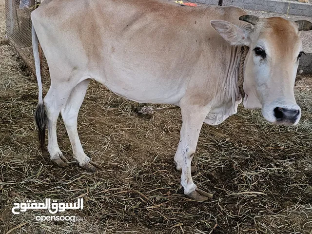 بقرة للبيع هجين نمساوي عماني