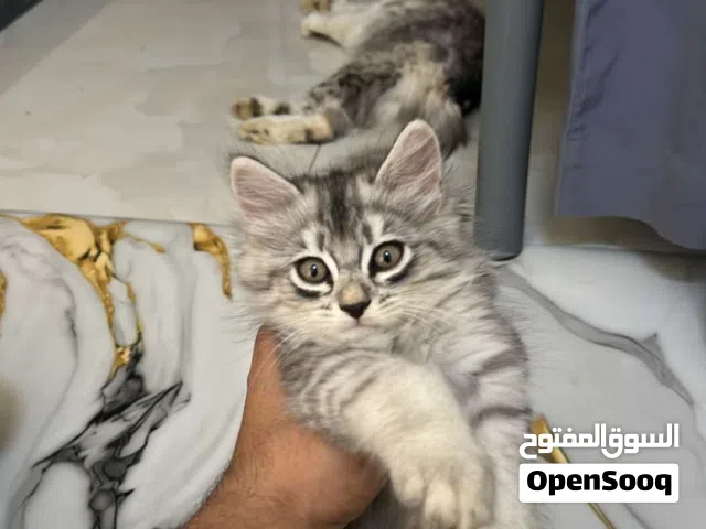 قط شيرازي للبيع