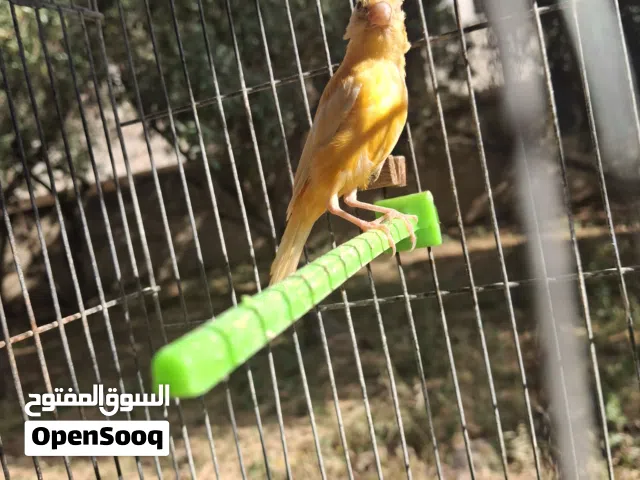 انثى كنار فك جذر غامق