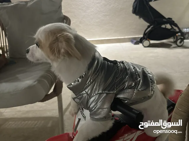 اشبيتز انثى العمر سنة و شهرين