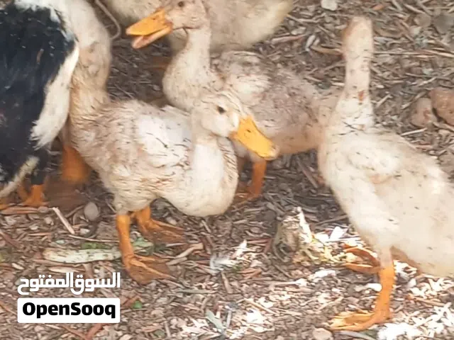 11حبة بط للبيع