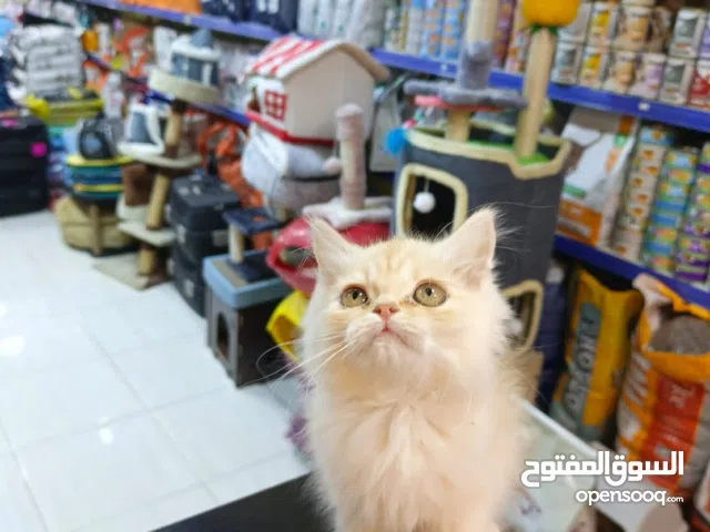 قطط شيرازي ذكور عمر شهرين ونصف