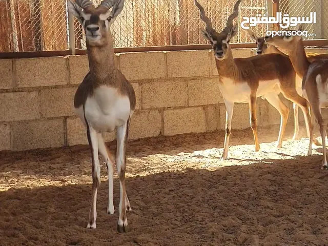 غزال فلودير و ريم بلاك بوك مها عربي و دماني