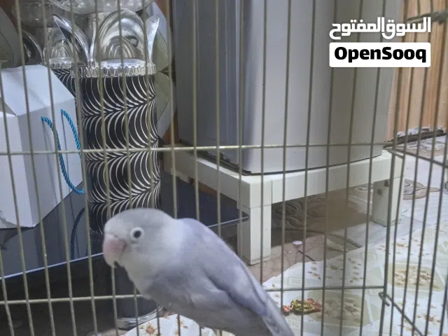 فحل غندوره