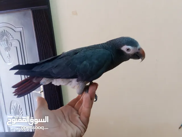 ببغاء تيمنا