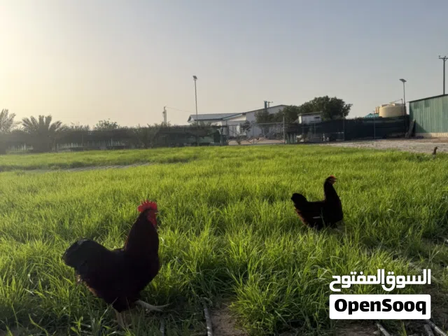 للبيع رود إيلاند