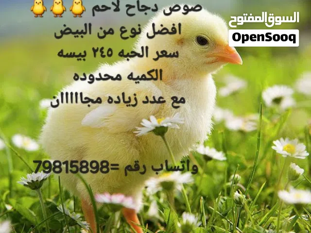 دجاج لاحم للبيع