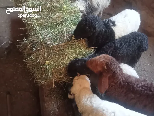 اربع خرفان و عبر ثنتين