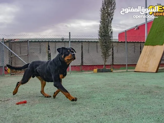 اكبر مركز لتدريب الكلاب في الاردن