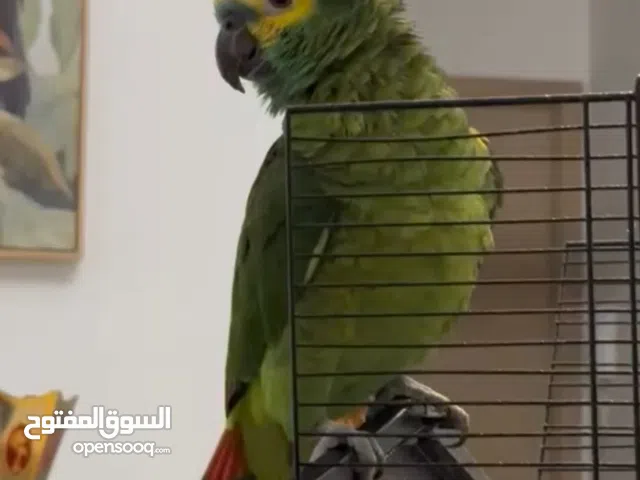 Blue-Fronted Amazon Parrot male