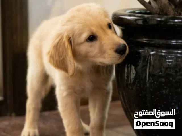 Golden retriever puppy
