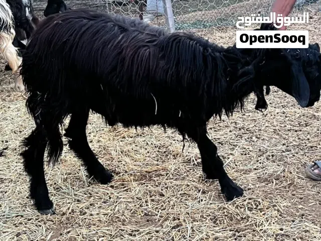 كبش للبيع في مسقط