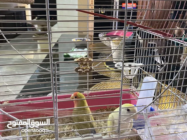 ببغاء روز ذكر وأنثى جاهز للتزاوج