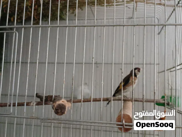 طيرة حسون جلب