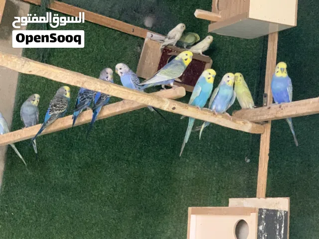 طيور حب مشكلات