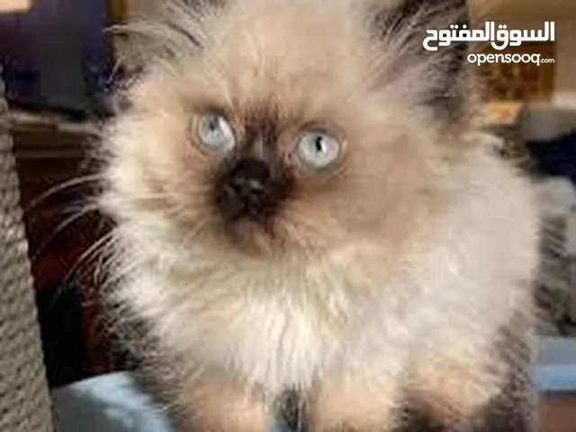 كتن كتنز بيبي قطه شيرازي و قط شنشيلا ابيض ناصع و عيون زرق شبه تبني للتبني بسعر رمزي