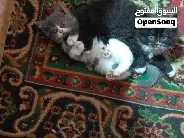 قطط نوع شيرازي 2 عمر شهرين وامهن