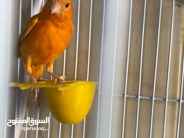 فحل مشمشي من البزرة القديمة ابو فراج جاهز