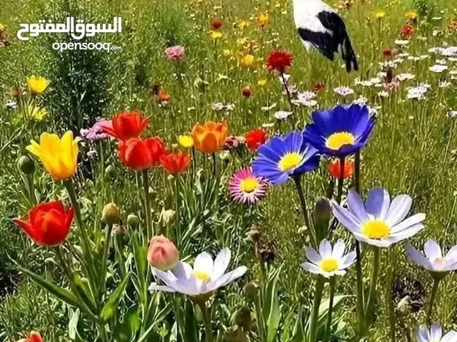 العسل الحر الطبيعي