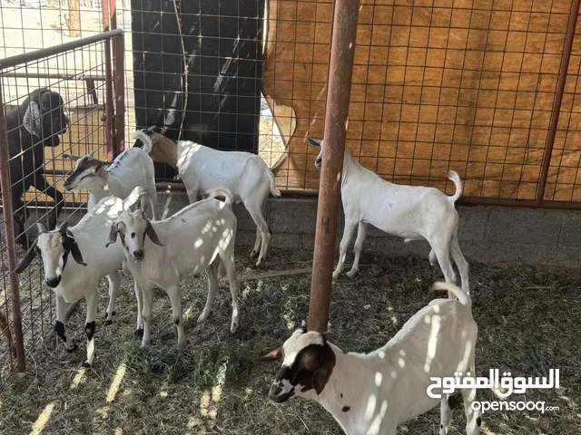 ماعز الصومالي