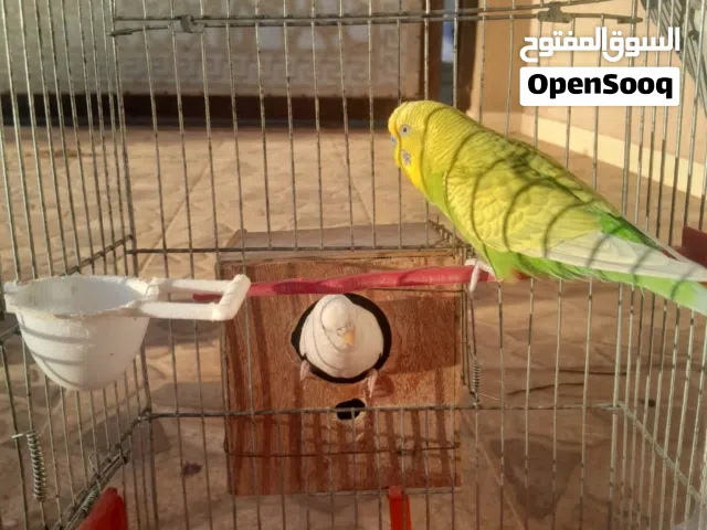 بقالينو للبيع