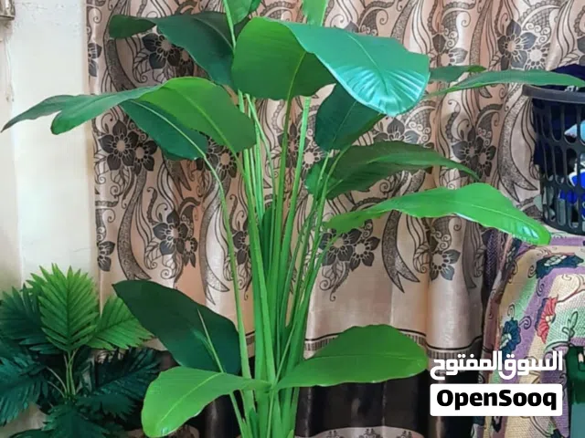 شجرة موز الطول مترين