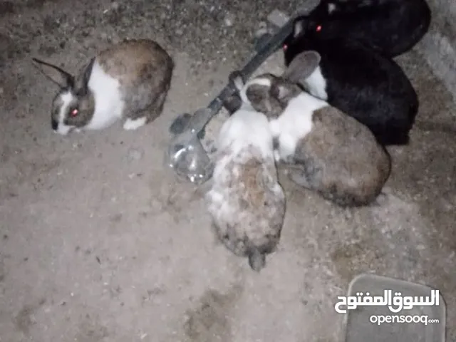 أرانب بلدي للبيع