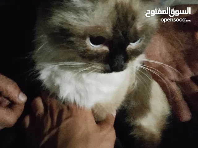 قطة هامالاي انثى