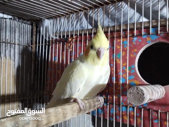 فحل كوكتيل الوصف مهم