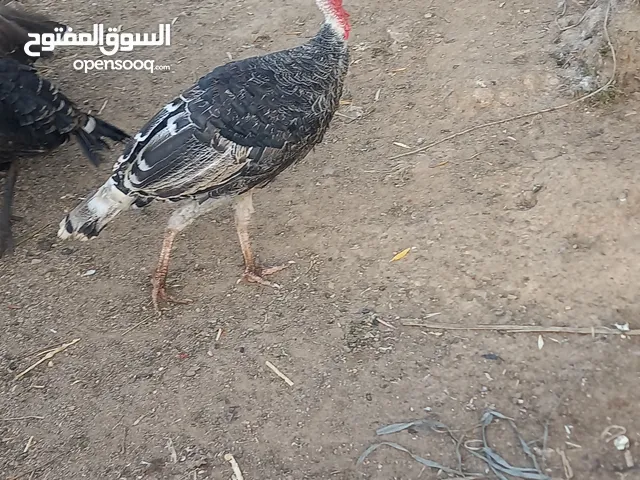 ذكور حبش لون أسود عدد 3 سوبر جامبو