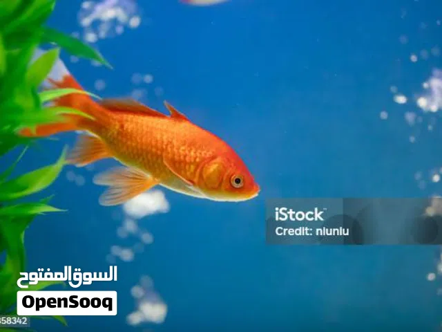 سمك جولد فيش