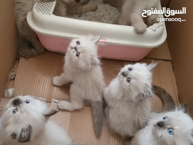 هملايا ذكور واناث للبيع مع الام
