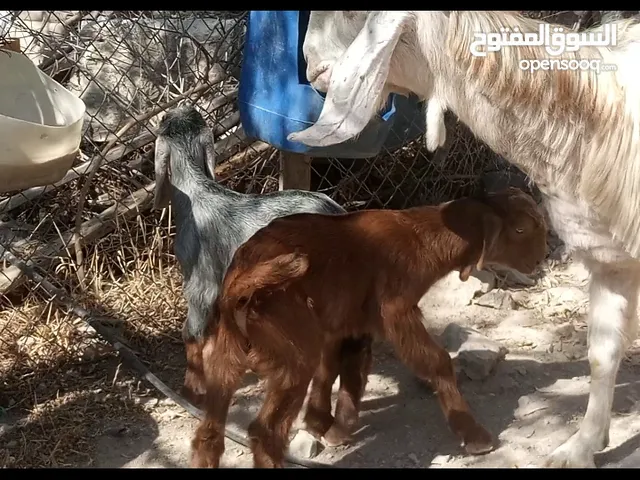 عنزين حليب نخب معهن 4