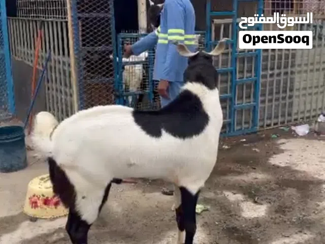 Pakistani male goat