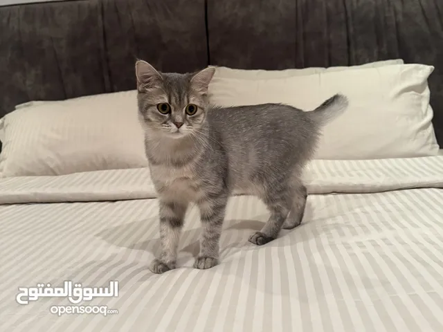 Scotch cat original breed