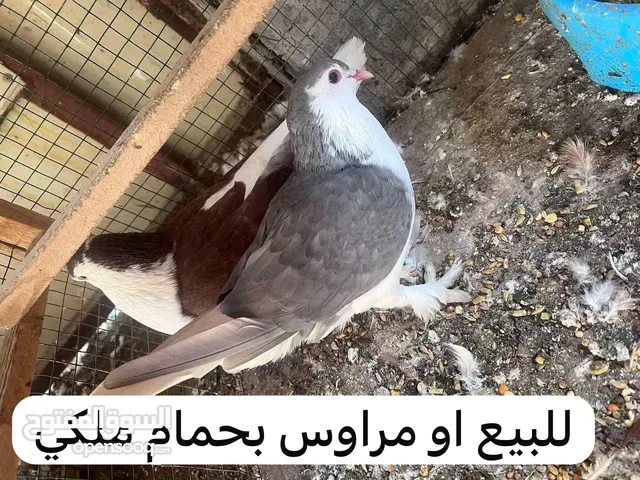 للبيع او مراوس