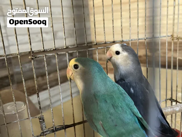 كوبيه مصوقره للبيع