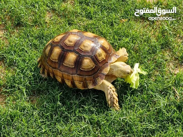 Healthy Sulcata tortoise 4-5 years old