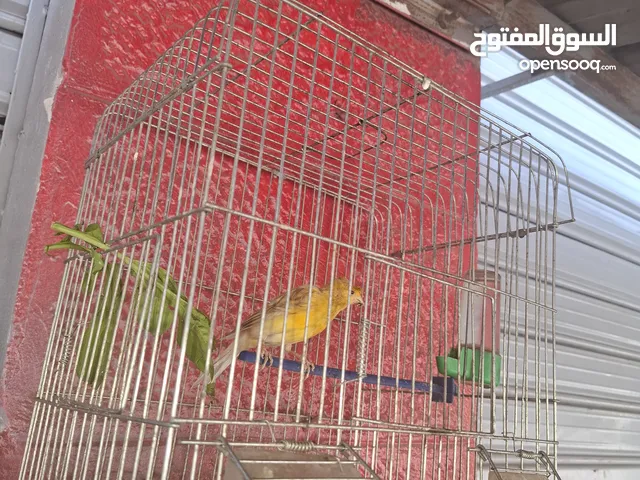 فحل كنار نار للبيع