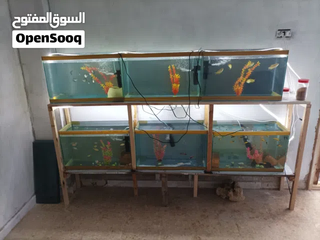 ست احواض مع سمك