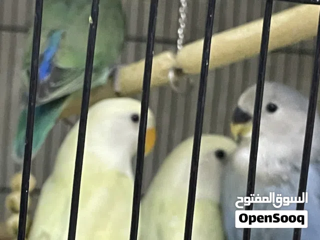 Love birds