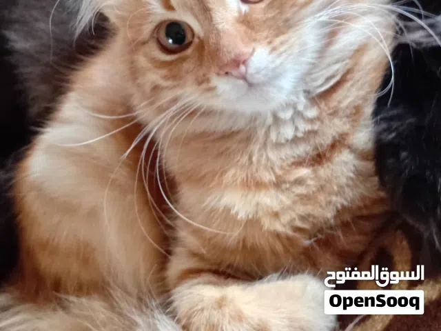 قطط للتبني