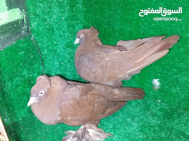 زوجين حمام راعب نجفي