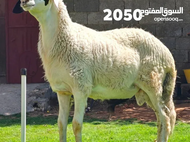4خرفان عيد عز من يعيد كلفه نظيفه وسعر مناسب