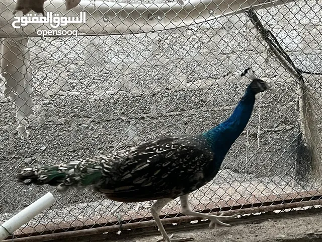فرصه للبيع مجموعة طيور ب اسعار مميزه  شاهد الوصف