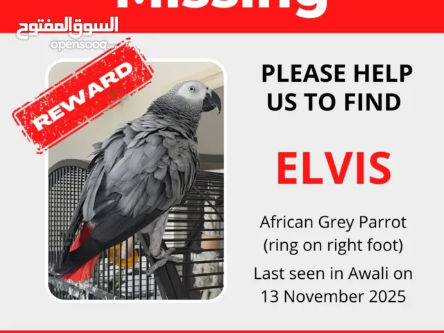 Missing African grey