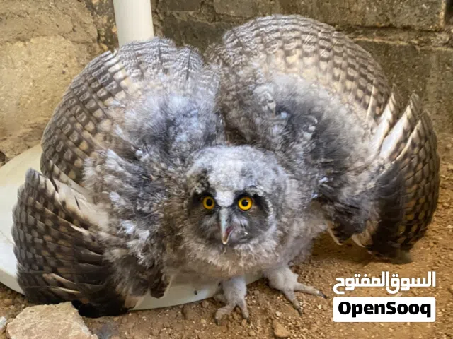 بومة للبيع