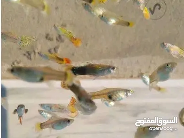 اسماك الزينه قوبي