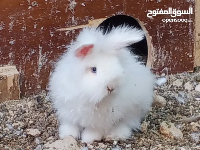 أرانب أنجورا دم صافي اعمار مختلفه