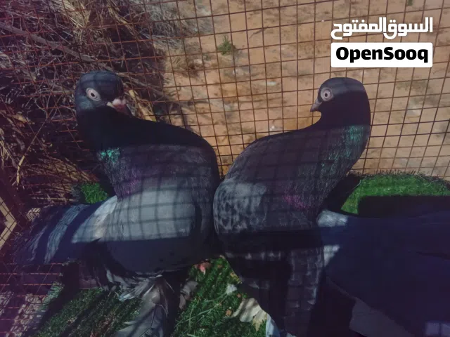 قوبيه  حمام روسي